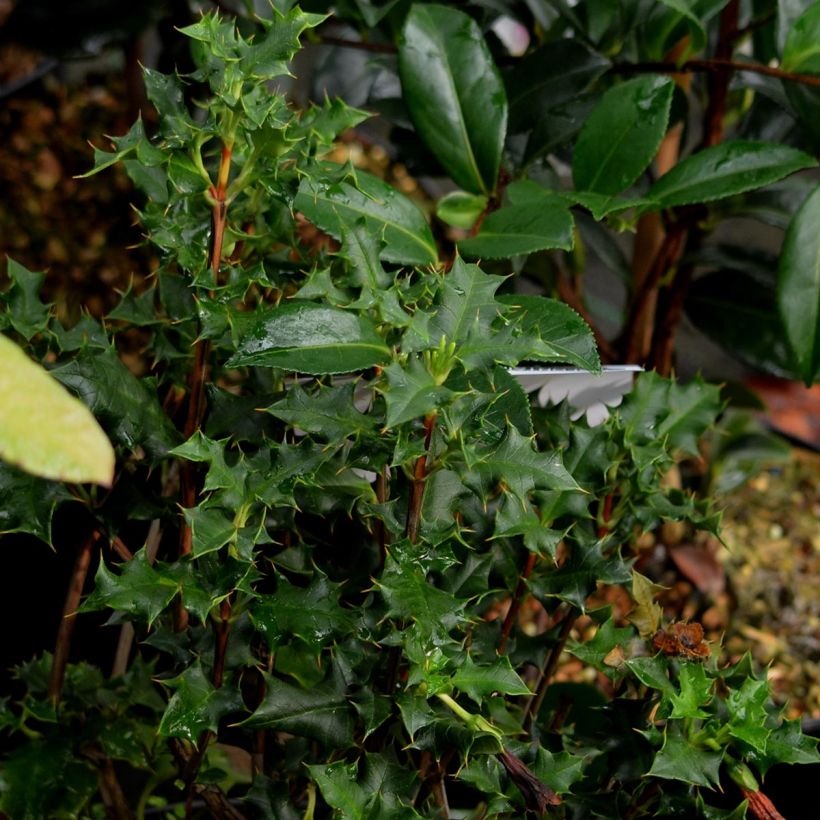 Desfontainia spinosa - Desfontainie (Foliage)