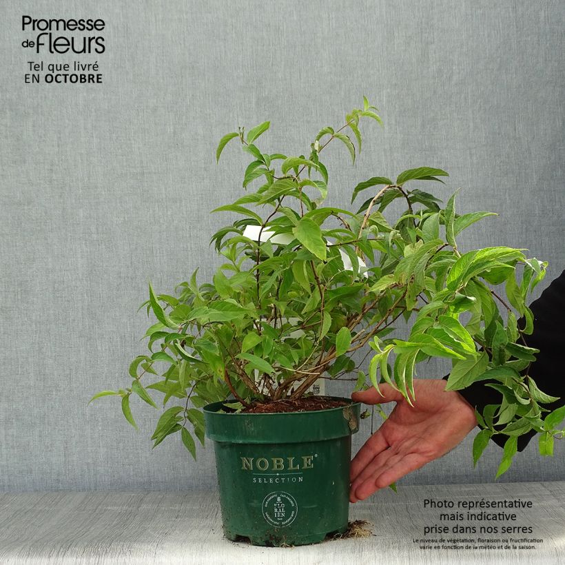 Example of Deutzia compacta Lavender Time - Deutzie Topf mit 3L/4L as you get in automne