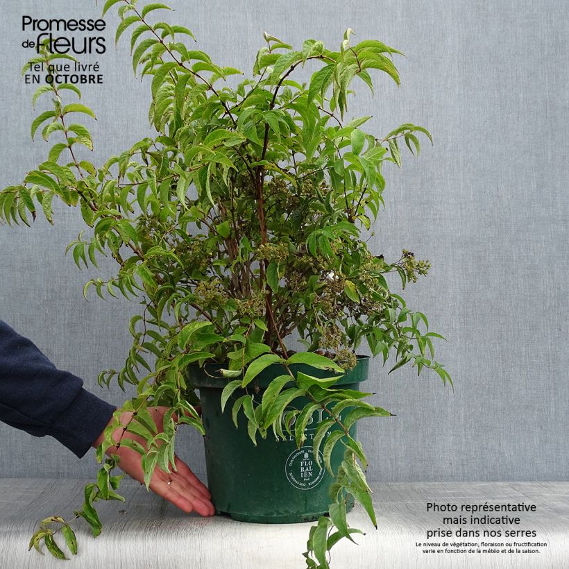 Example of Deutzia compacta Lavender Time - Deutzie Topf mit 7,5L/10L as you get in automne