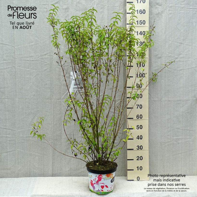 Example of Deutzia crenata Pride of Rochester - Scharfe Deutzie Topf mit 7,5L/10L as you get in ete
