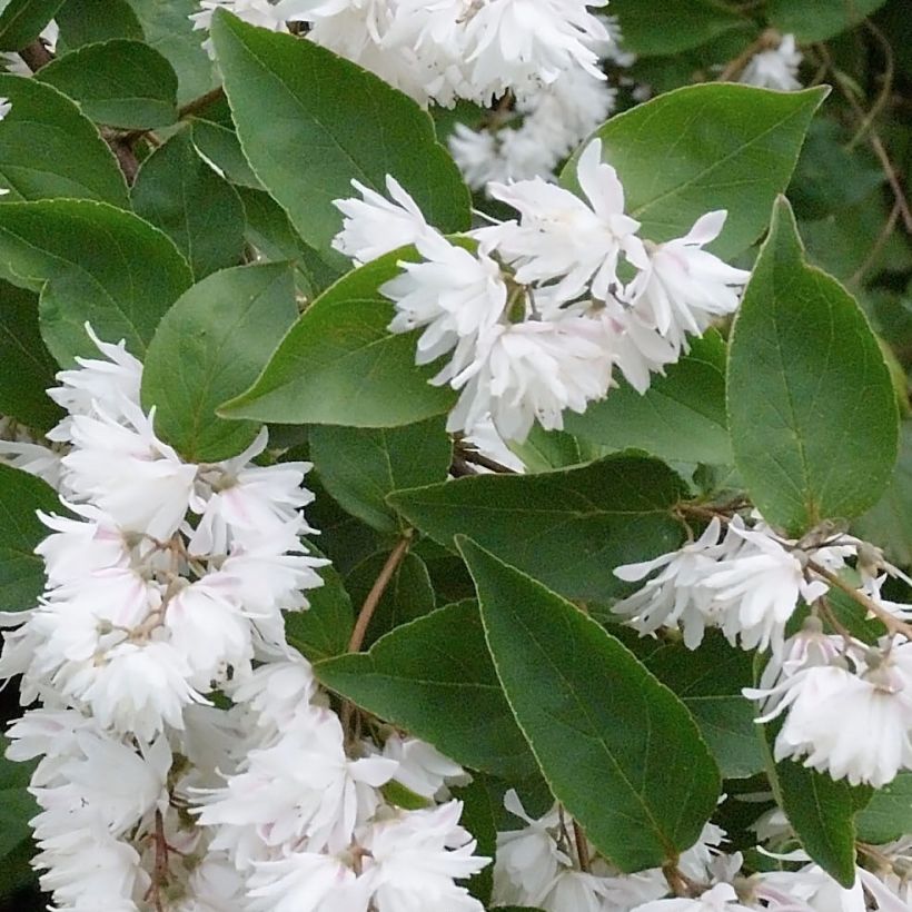 Deutzia crenata Pride of Rochester - Scharfe Deutzie (Foliage)