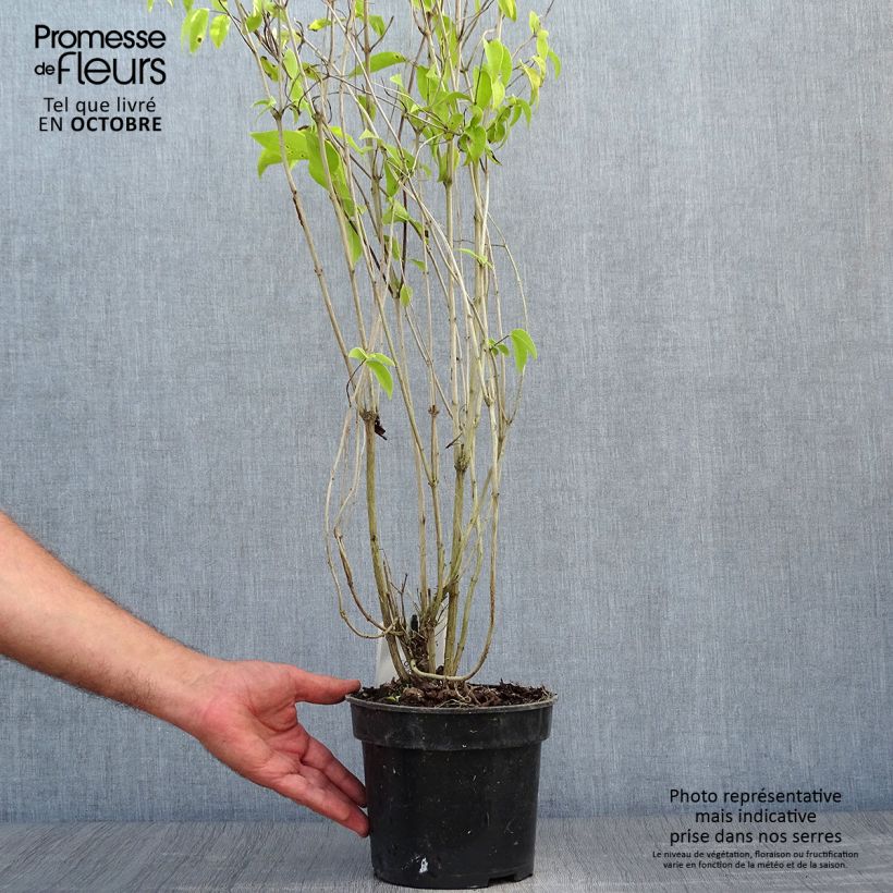 Example of Deutzia crenata Pride of Rochester - Scharfe Deutzie Topf mit 2L/3L as you get in automne