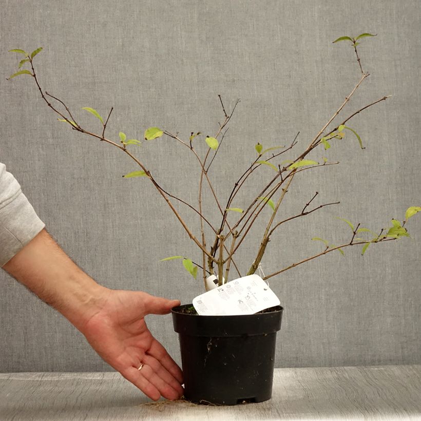 Example of Deutzia elegantissima Rosealind - Deutzie Topf mit 2L/3L as you get in automne