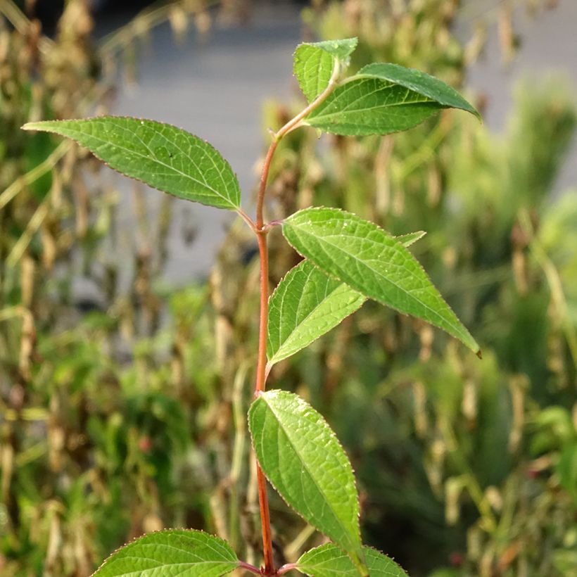 Deutzia elegantissima Rosealind - Deutzie (Foliage)