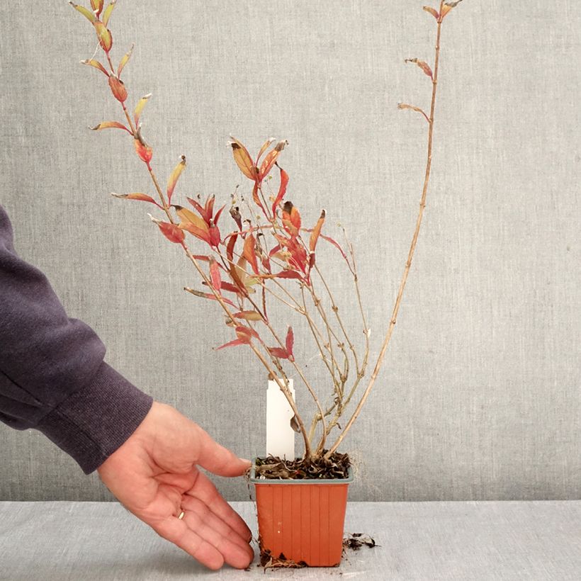 Exemplar von Deutzia gracilis - Zierliche Deutzie Kleine Töpfe von 8/9 cm wie im Herbst geliefert