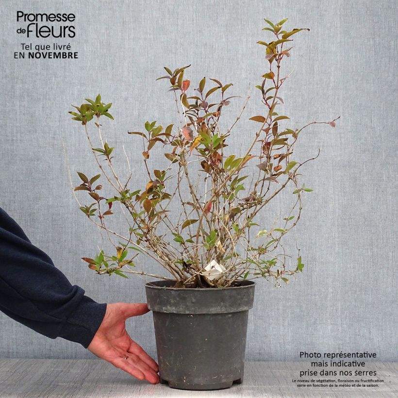 Example of Deutzia gracilis - Zierliche Deutzie Topf mit 4L/5L as you get in automne