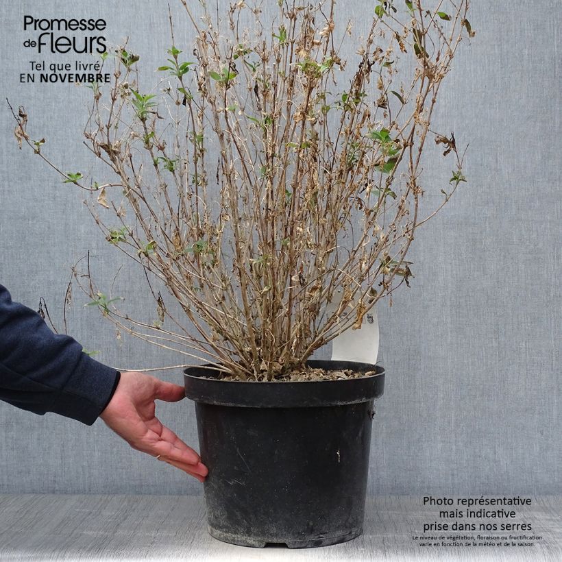 Example of Deutzia gracilis Nikko - Zierliche Deutzie Topf mit 7,5L/10L as you get in automne