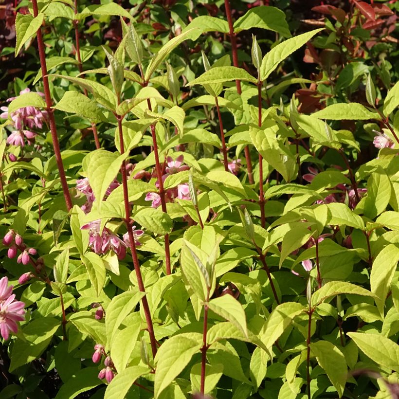Deutzia Strawberry Fields - Deutzie (Plant habit)