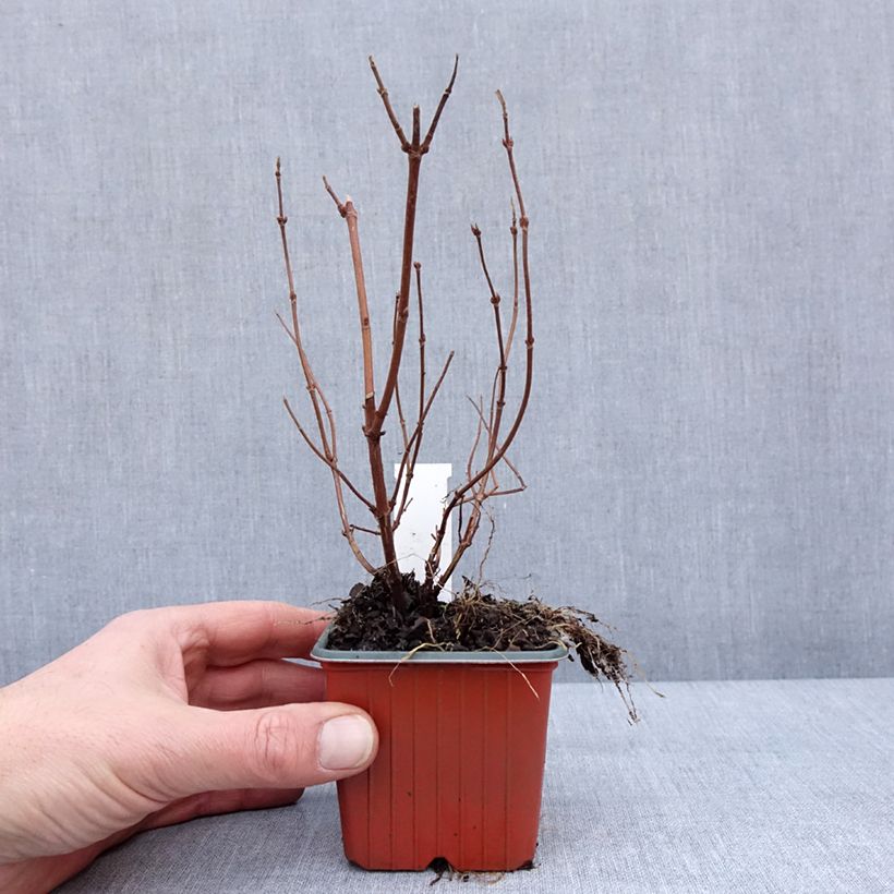 Example of Deutzia Strawberry Fields - Deutzie Kleine Töpfe von 8/9 cm as you get in hiver