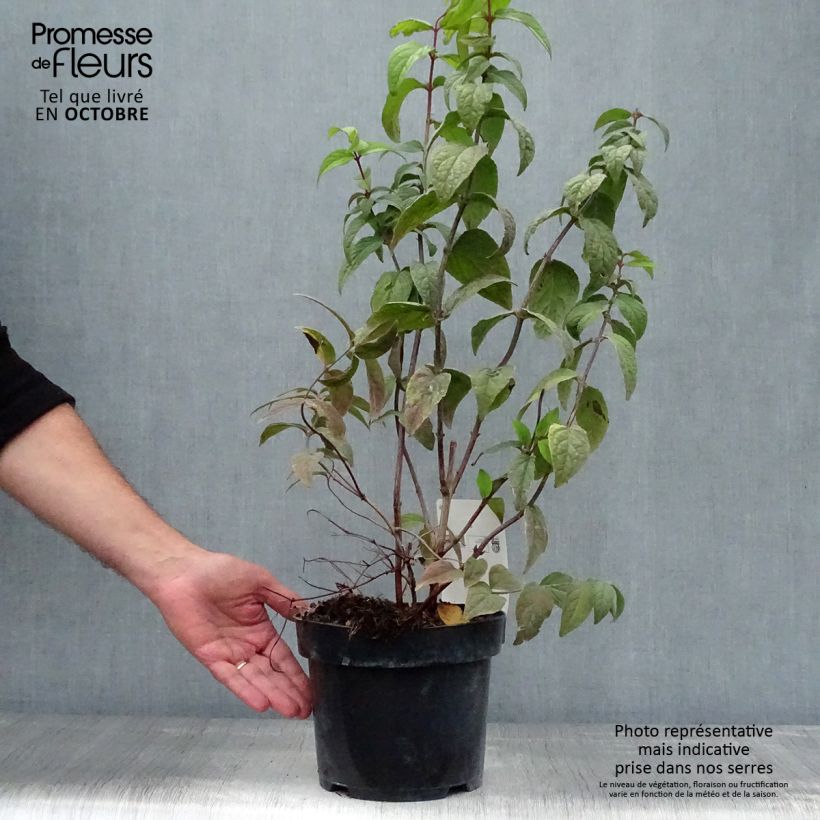 Example of Deutzia Strawberry Fields - Deutzie Topf mit 2L/3L as you get in automne