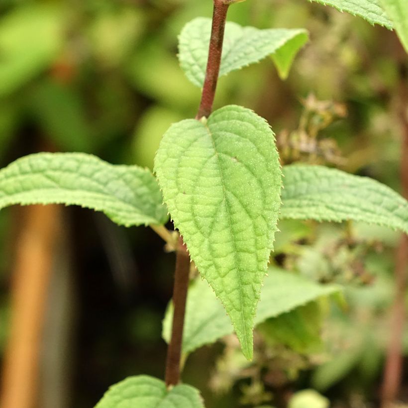 Deutzia Mont Rose - Rosendeutzie (Foliage)