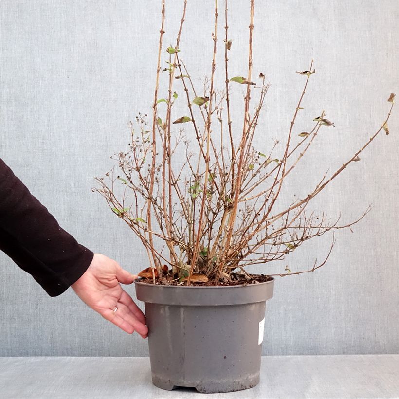 Exemplar von Deutzia Mont Rose - Rosendeutzie Topf mit 7,5L/10L wie im Herbst geliefert