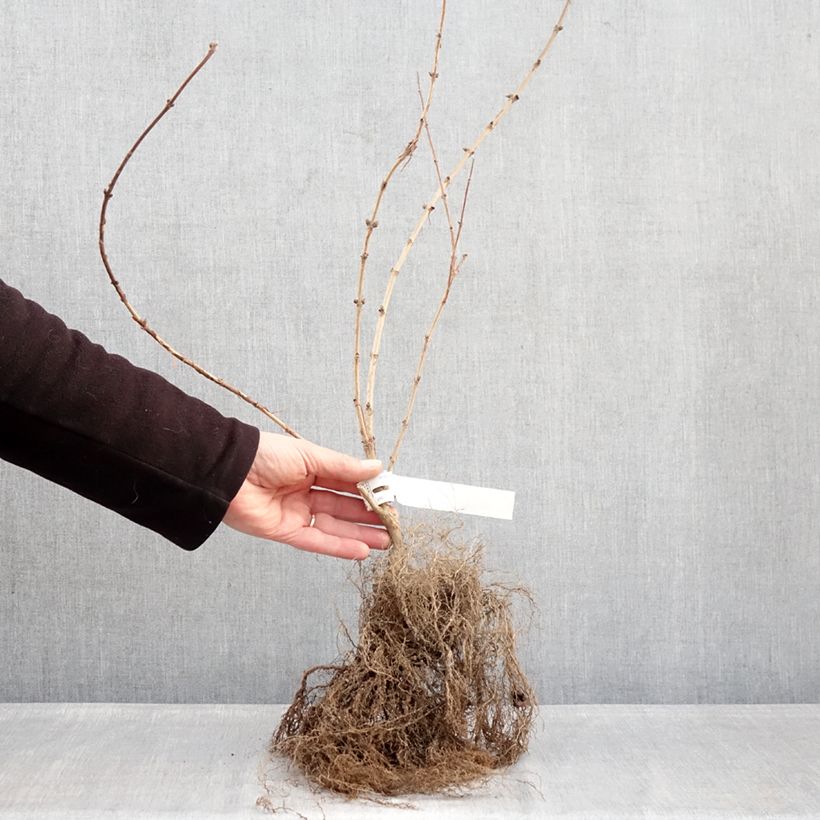 Exemplar von Deutzia Mont Rose - Rosendeutzie Wurzelnackt wie im Winter geliefert