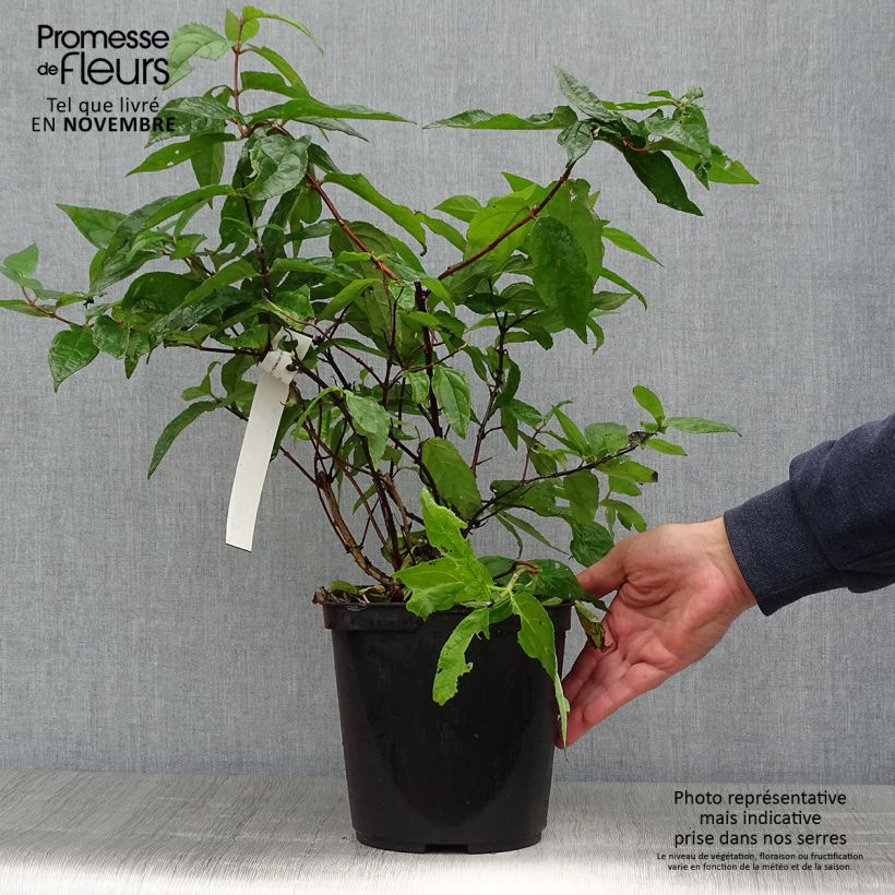 Example of Deutzia Raspberry Sundae - Deutzie Topf mit 3L/4L as you get in automne