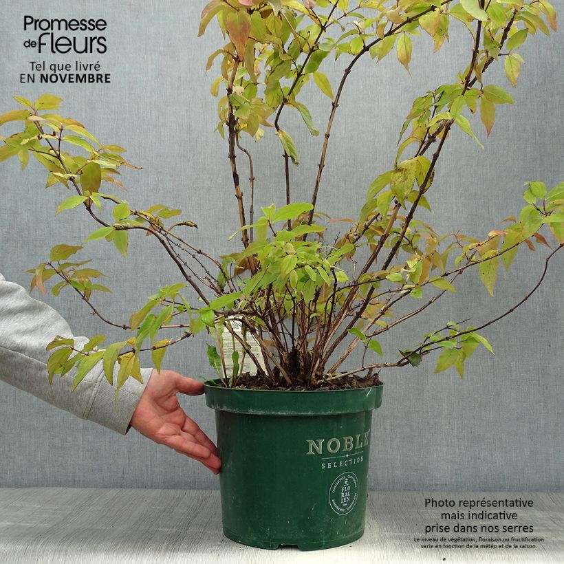 Example of Deutzia Raspberry Sundae - Deutzie Topf mit 7,5L/10L as you get in automne