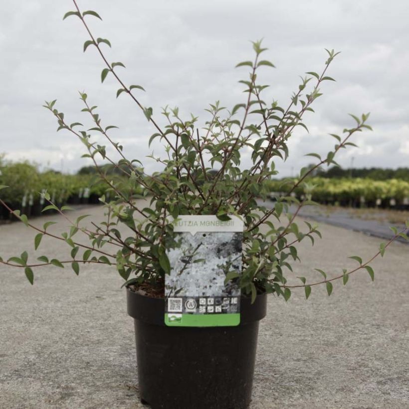 Deutzia monbeigii - Schnee Deutzie (Foliage)