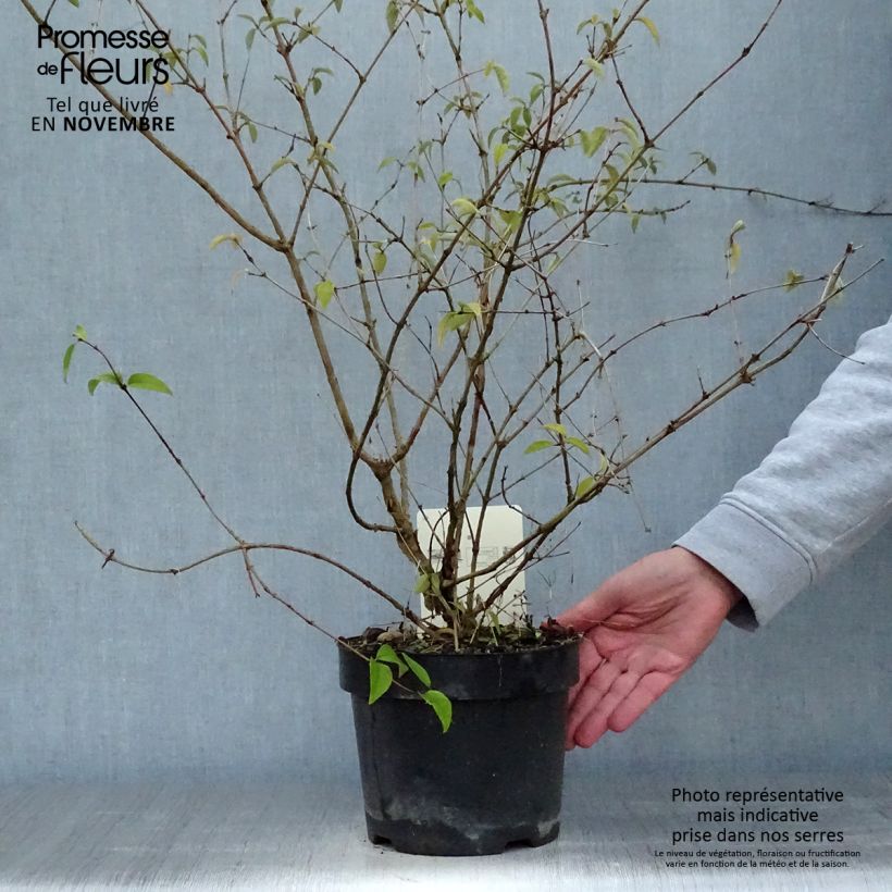 Example of Deutzia monbeigii - Schnee Deutzie Topf mit 2L/3L as you get in automne
