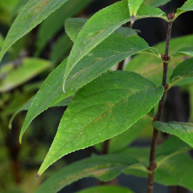 Deutzia Perle Rose - Deutzie (Foliage)