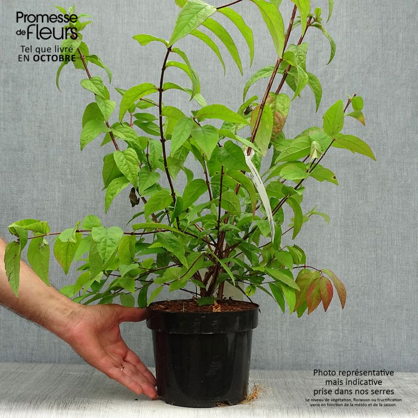 Example of Deutzia Perle Rose - Deutzie Topf mit 3L/4L as you get in automne