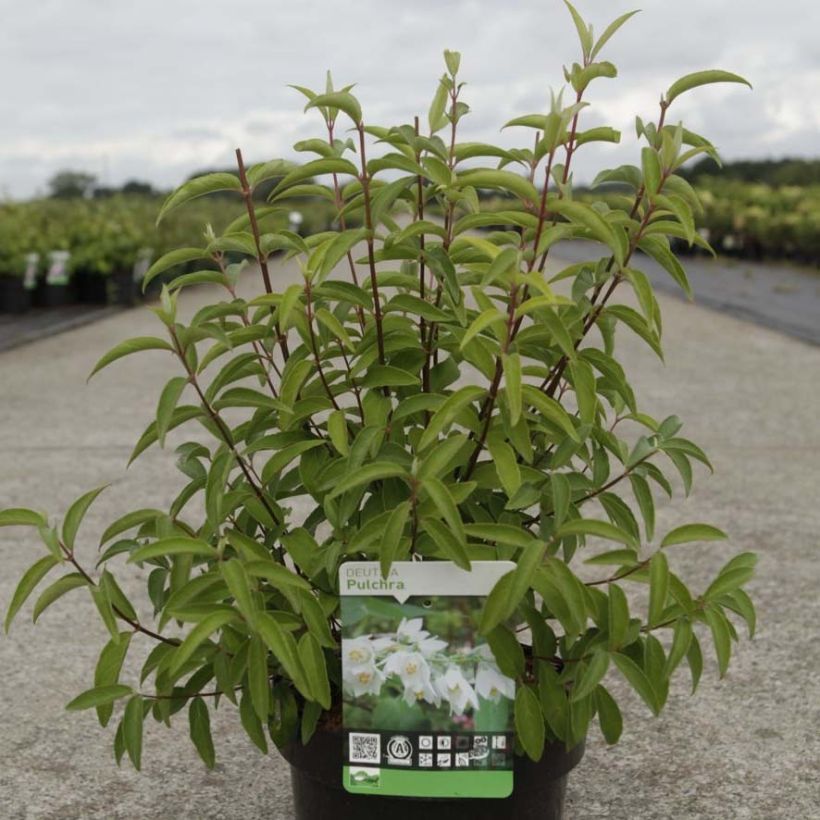 Deutzia pulchra - Schöner Sternchenstrauch (Foliage)