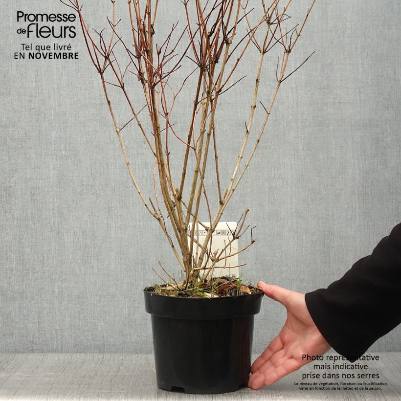 Example of Deutzia pulchra - Schöner Sternchenstrauch Topf mit 2L/3L as you get in automne