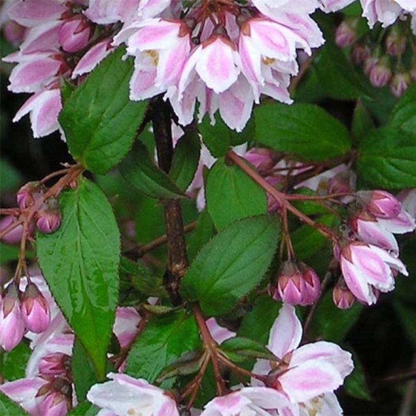 Deutzia purpurascens Kalmiiflora - Purpurrötliche Deutzie (Foliage)
