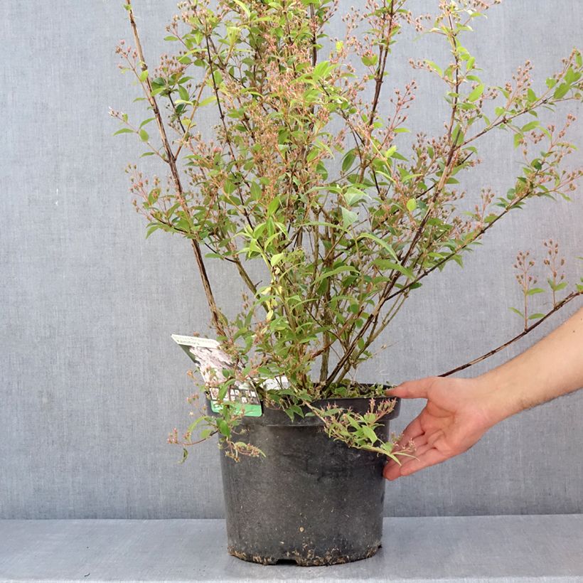 Example of Deutzia purpurascens Kalmiiflora - Purpurrötliche Deutzie Topf mit 7,5L/10L as you get in printemps