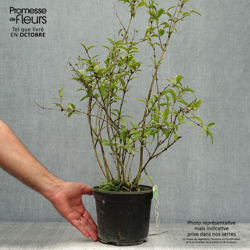 Example of Deutzia rosea Campanulata - Deutzie Topf mit 2L/3L as you get in automne