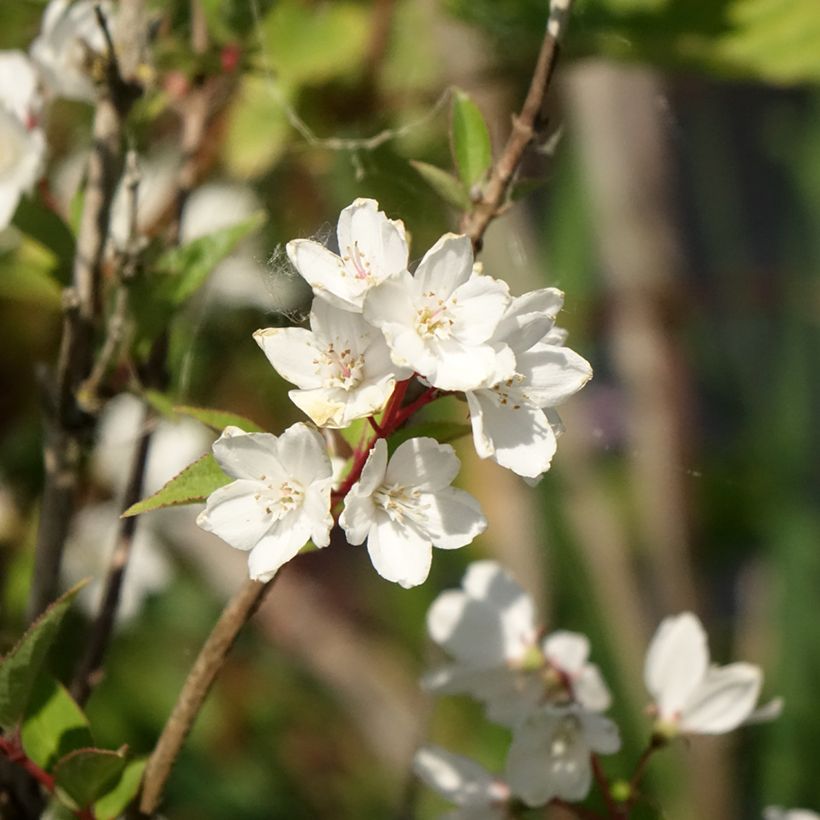 Deutzia rosea Campanulata - Deutzie (Flowering)