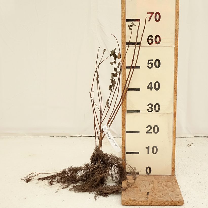 Exemplar von Deutzia scabra - Scharfe Deutzie Wurzelnackt wie im Winter geliefert