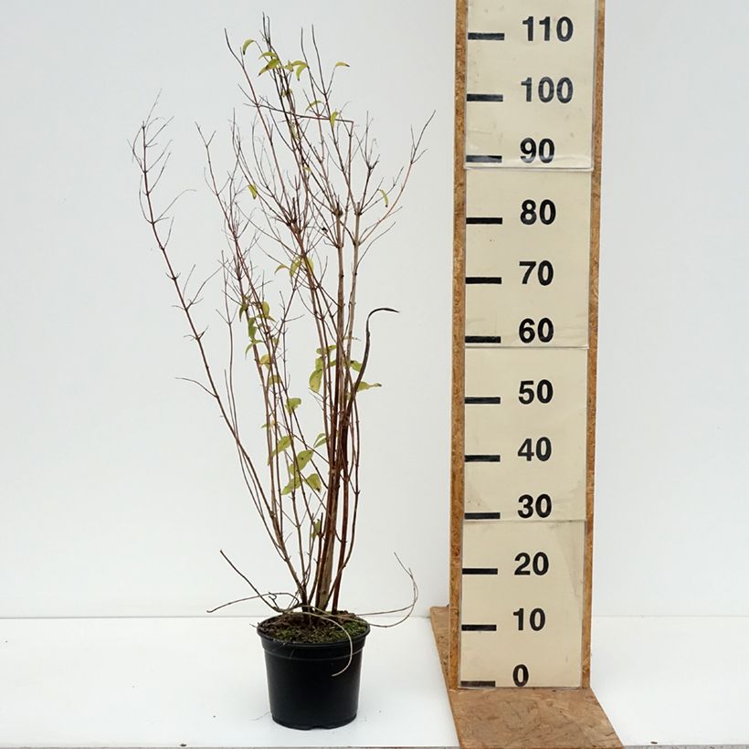 Exemplar von Deutzia scabra Plena - Scharfe Deutzie Topf mit 2L/3L wie im Herbst geliefert