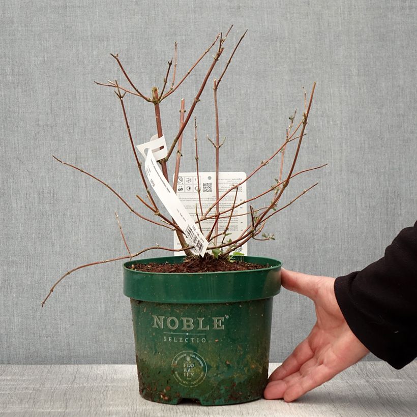 Exemplar von Deutzia setchuenensis var. corymbiflora - Sichuan-Deutzie Topf mit 2L/3L wie im Frühjahr geliefert