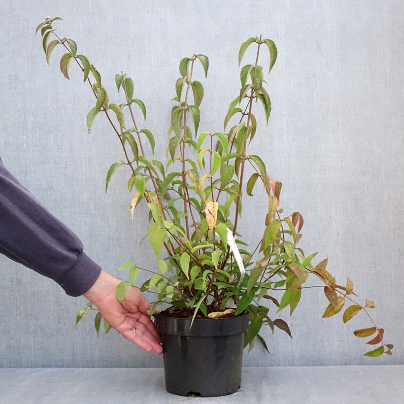 Exemplar von Deutzia setchuenensis var. corymbiflora - Sichuan-Deutzie Topf mit 2L/3L wie im Herbst geliefert