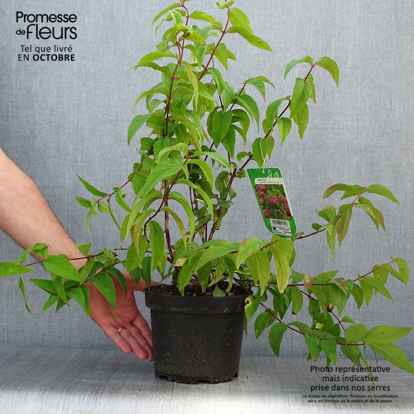 Example of Deutzia Sternchenstrauch (Tourbillon Rouge) - Pracht-Deutzie Topf mit 2L/3L as you get in automne