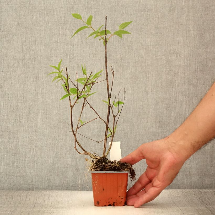 Example of Deutzia lemoinei - Sternchenstrauch Kleine Töpfe von 8/9 cm as you get in ete