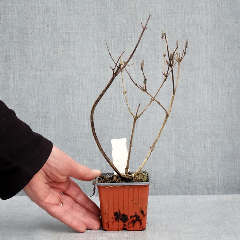 Exemplar von Deutzia lemoinei - Sternchenstrauch Kleine Töpfe von 8/9 cm wie im Frühjahr geliefert