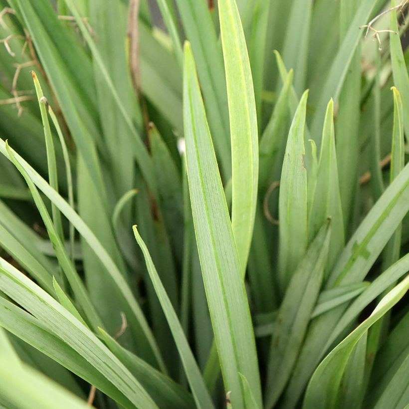 Dianella caerulea Cassa Blue - Blaue Flachslilie (Laub)