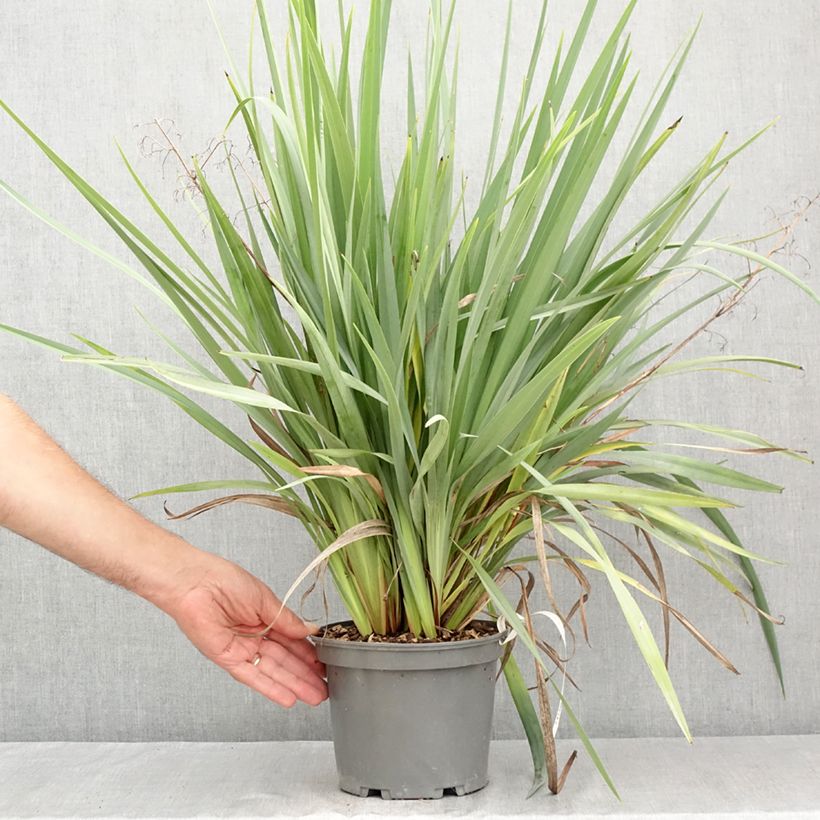 Exemplar von Dianella caerulea Cassa Blue - Blaue Flachslilie Topf mit 2L/3L wie im Sommer geliefert
