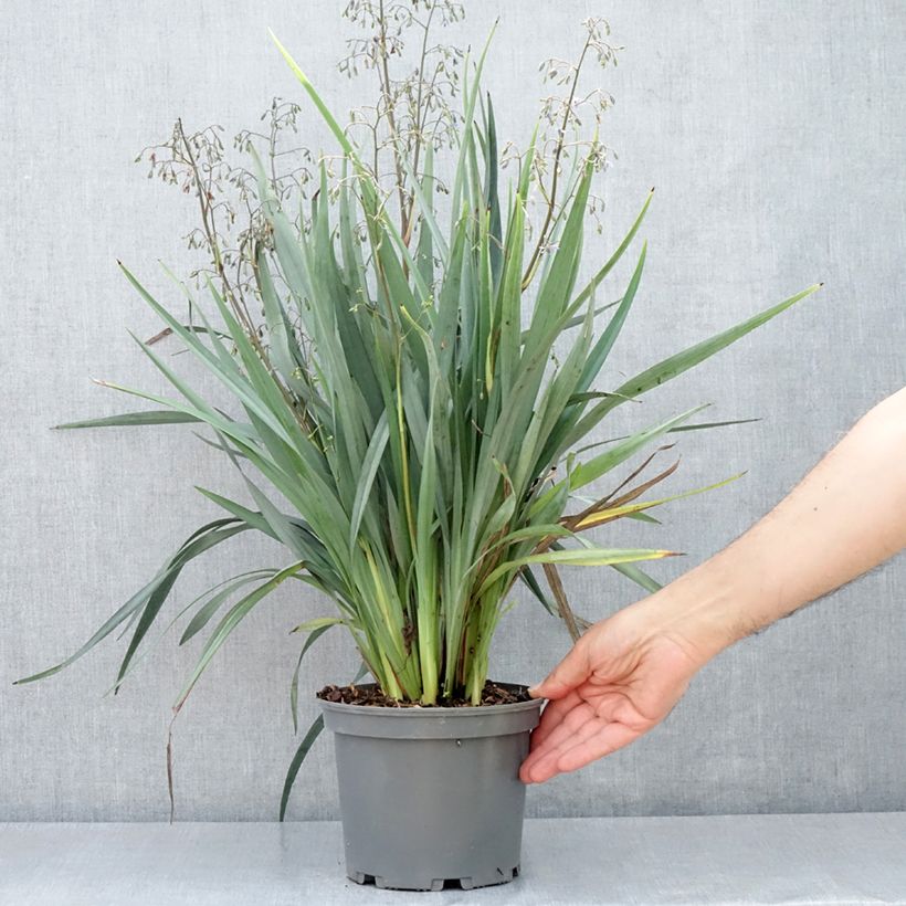 Exemplar von Dianella caerulea Cassa Blue - Blaue Flachslilie Topf mit 2L/3L wie im Frühjahr geliefert