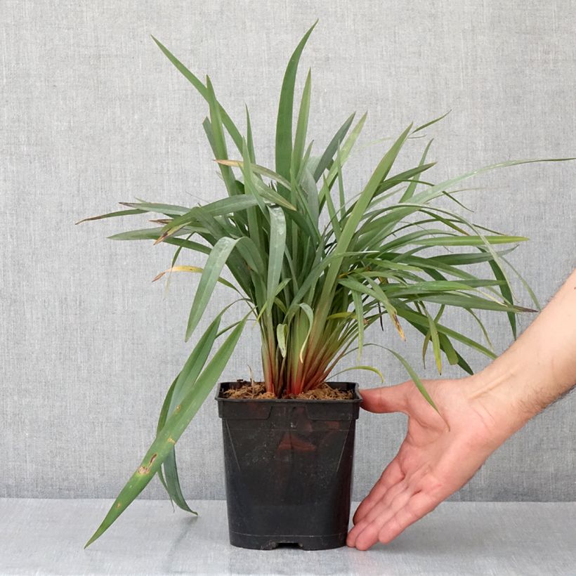 Example of Dianella revoluta Blue Stream - Blaue Flachslilie Topf mit 2L/3L as you get in printemps