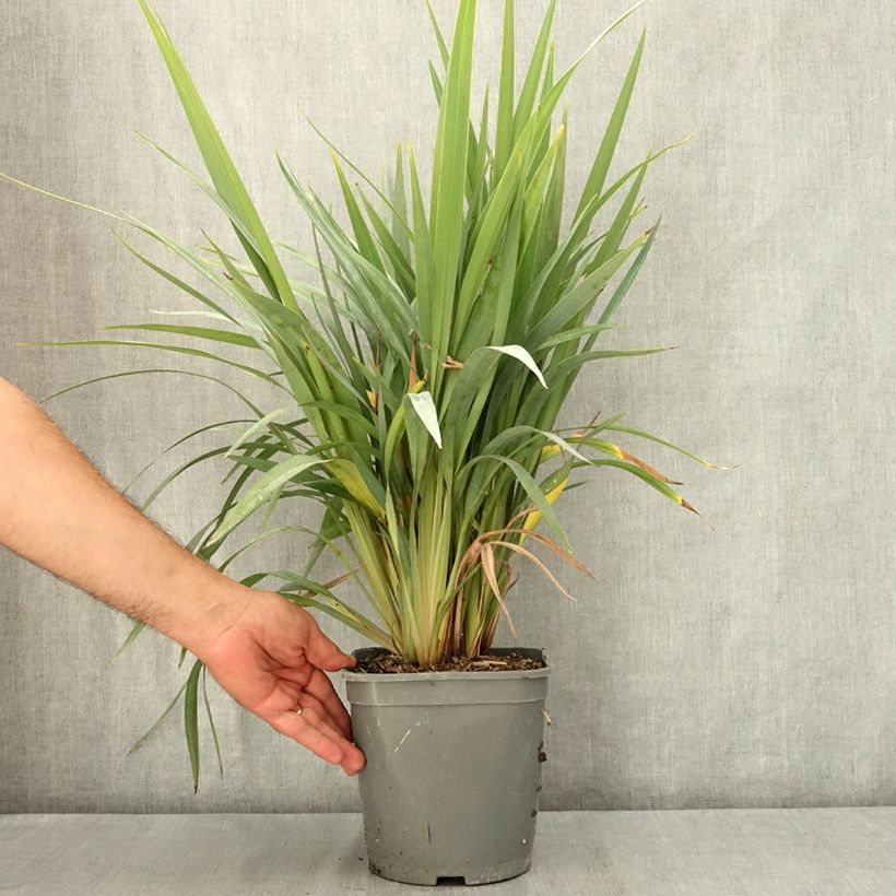 Exemplar von Dianella revoluta Clarity Blue - Blaue Flachslilie Topf mit 4L/5L wie im Sommer geliefert