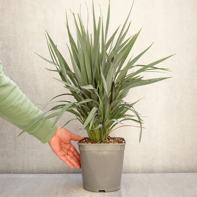 Exemplar von Dianella revoluta Clarity Blue - Blaue Flachslilie Topf mit 4L/5L wie im Winter geliefert