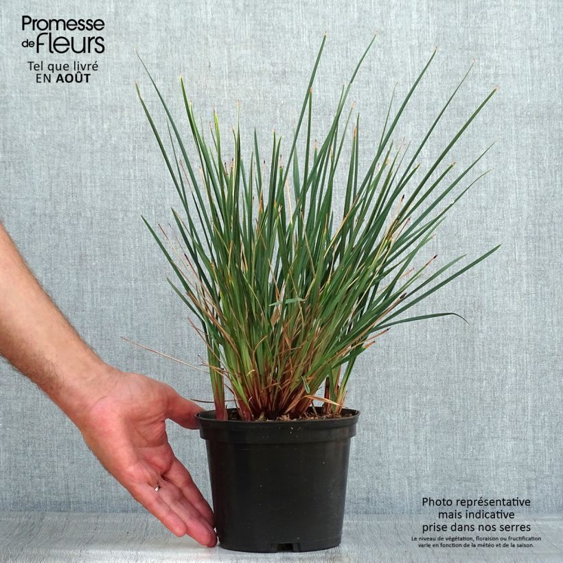 Exemplar von Dianella revoluta Little Rev - Blaue Flachslilie Topf mit 2L/3L wie im Sommer geliefert