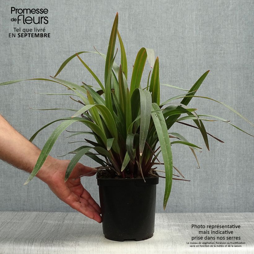 Example of Dianella tasmanica Blaze - Blaue Flachslilie Topf mit 2L/3L as you get in automne
