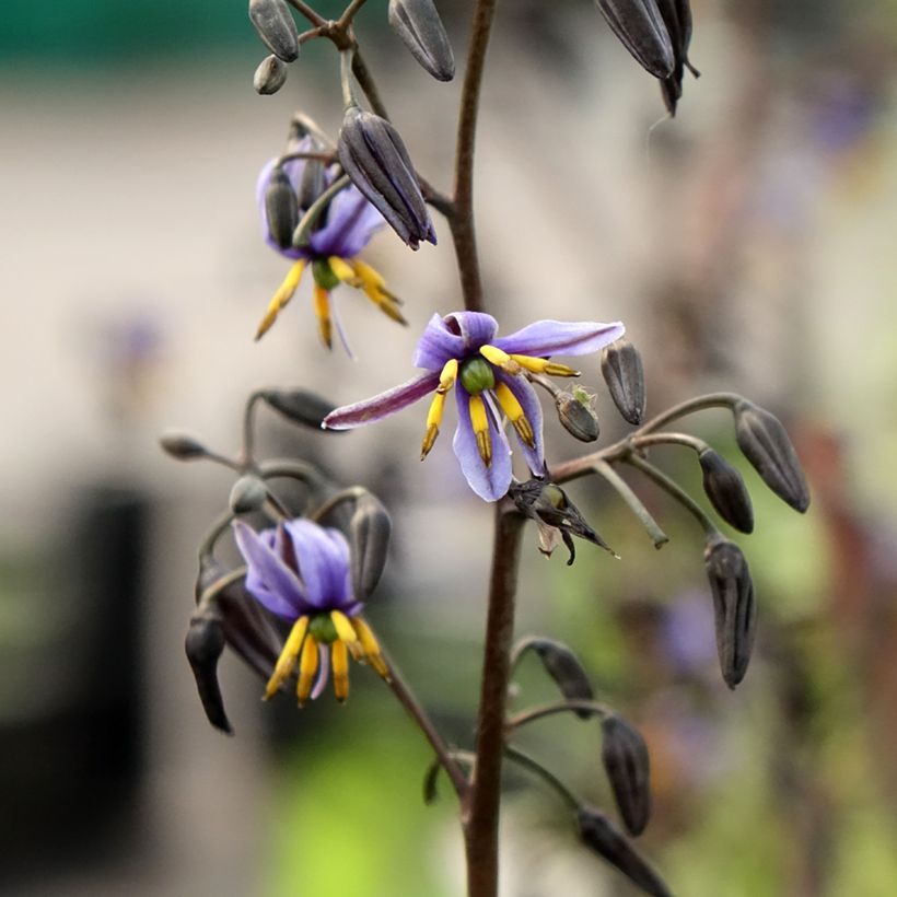 Dianella tasmanica Blaze - Blaue Flachslilie (Blüte)