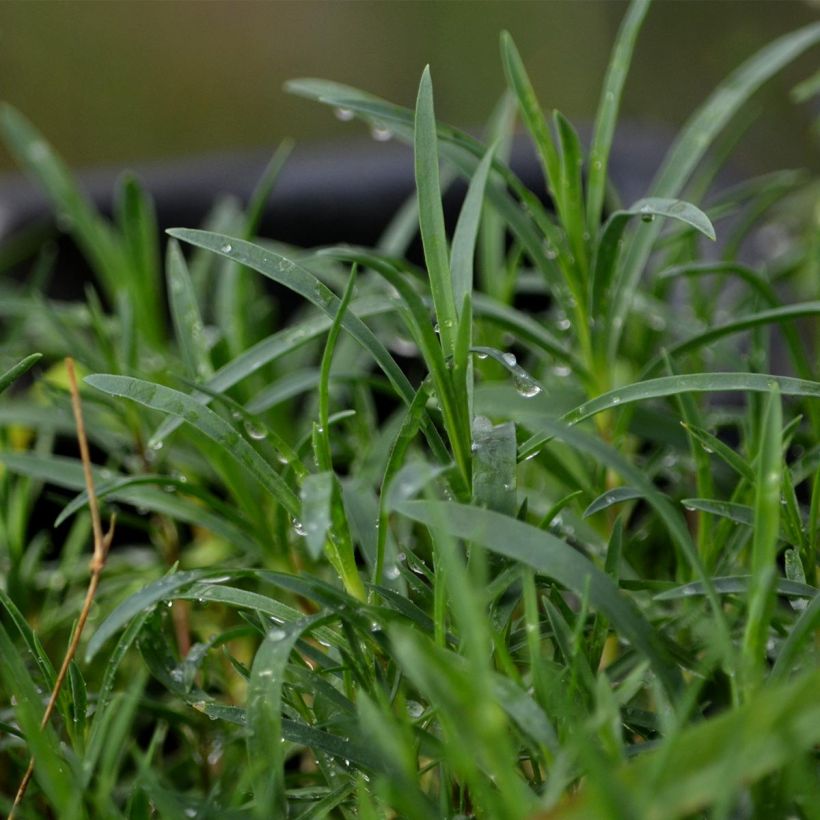 Dianthus arenarius - Gewöhnliche Sand-Nelke (Foliage)