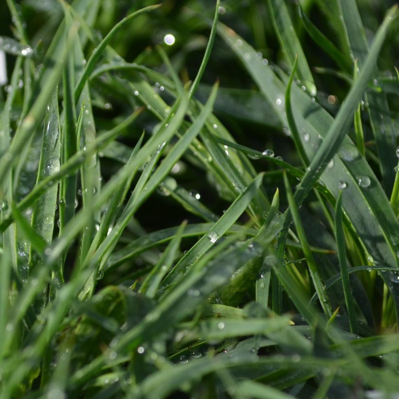 Karthäuser-Nelke - Dianthus carthusianorum (Foliage)