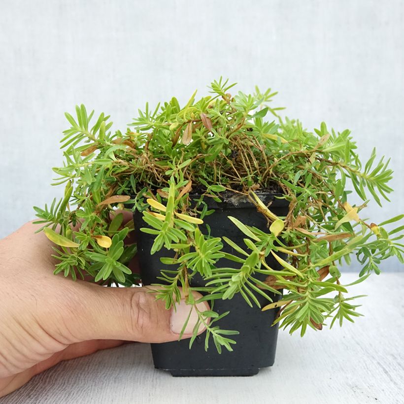 Exemplar von Heide-Nelke Albiflorus - Dianthus deltoides Kleine Töpfe von 8/9 cm wie im Sommer geliefert
