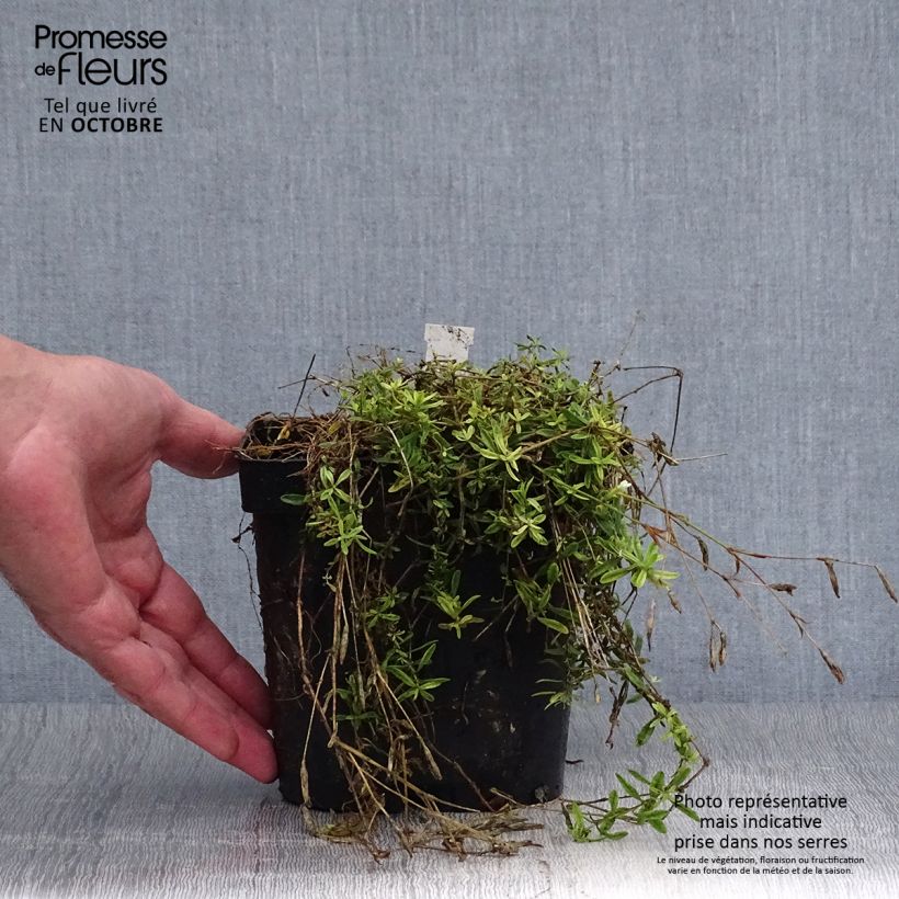 Example of Heide-Nelke Albiflorus - Dianthus deltoides Topf mit 2L/3L as you get in automne