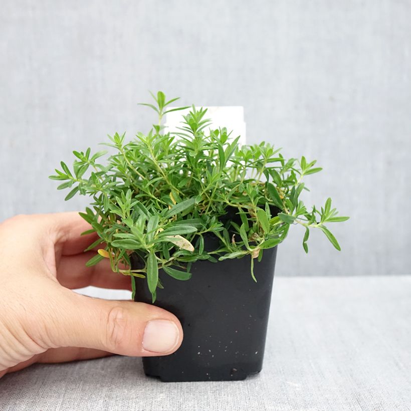 Exemplar von Heide-Nelke Arctic Fire - Dianthus deltoides Kleine Töpfe von 8/9 cm wie im Herbst geliefert